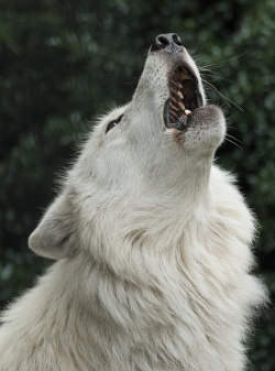 jaws-and-claws:  hudsonbay wolf artis IMG_0276 by j.a.kok on Flickr.