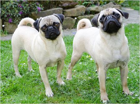 retromop pug for sale