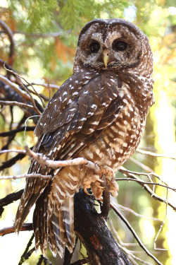 owlsday:  Spotted Owl by Kameron Perensovich