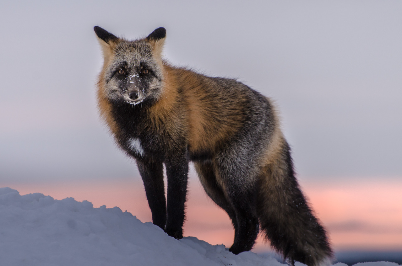 jeanpolfus:  Cross fox at sunset in Tulit’a, Northwest Territories, Canada. 