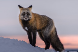 jeanpolfus:  Cross fox at sunset in Tulit’a,
