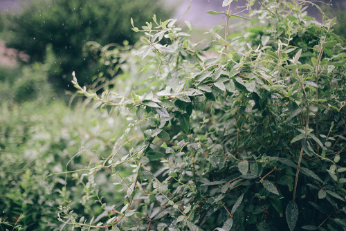 sophiekawalek:  Summer storms. 7/23/2013 adult photos