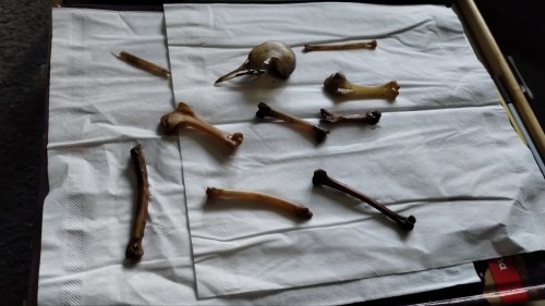 There's Some Dirt Left Inside The Bones, So I'll Have To Figure Out How To Get That Out, But Aside From