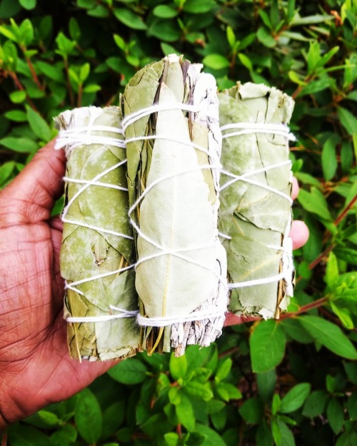 White Sage & Eucalyptus Smudge Bundle. White Sage is used to clear negative energy from your env