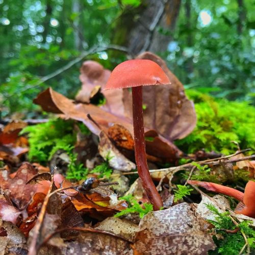 It’s finally mushroom season and I couldn’t be happier to be back into the woods with my da hunting 