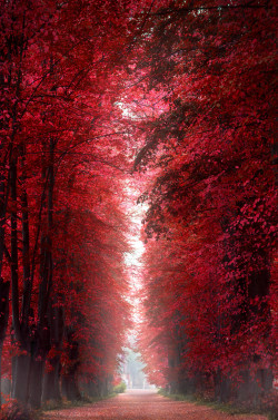 porcvpine:  Burning Red Forest by Henrik Wulff Petersen