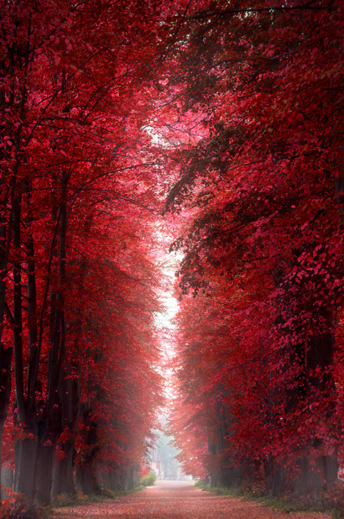 lifeisverybeautiful:Burning Red Forest by Henrik Wulff Petersen / 500pxBeautiful Tree Tunnel