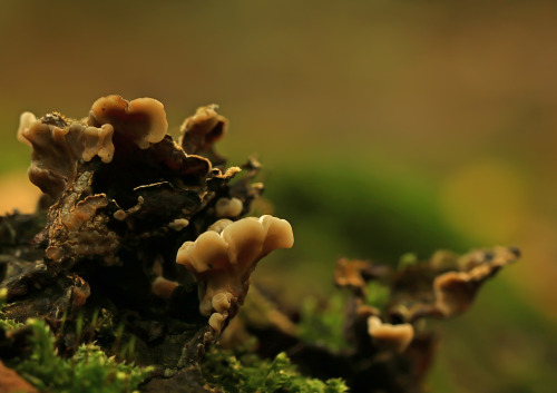 blooms-and-shrooms:Though this looks like autumn… by clochartist-photo