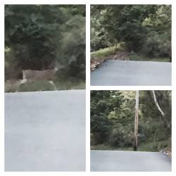 Deer is awesome and they are everywhere !!!!!!