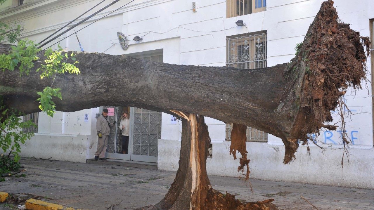 TEMPORAL. Operarios y vecinos de la ciudad de La Plata y de Buenos Aires observan las consecuencias de la fuerte tormenta ocurrida en la noche del miércoles 19 de octubre de 2017. Mas de 100 árboles caídos, daños en automóviles y cortes de luz que...