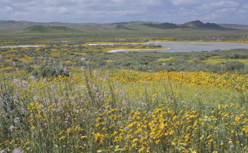 expressions-of-nature:Carrizo Plain, CA by Marlin Harms