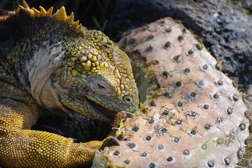 fuckyeahiguanidae:Galapagos Land Iguana (Conolophus subcristatus) South Plaza, Galapagos. DSC_2747 b