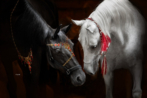 Paris von Troja and Faraya (white)