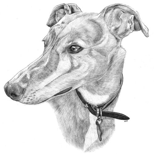 Finished whippet~ #art#illustration#artwork#artist#design#pet#petportrait#sketch#sketchart#familyp