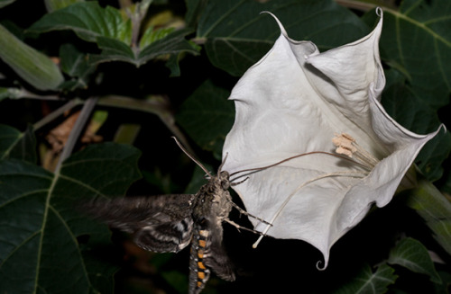 wapiti3:Hummingbird Moth feeding from DaturasBernhard Michaelis photos