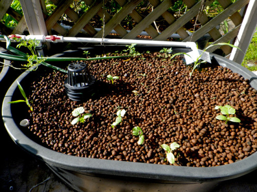 tropicalhomestead:Aquaponics updateThe heat made everything grow exponentially so the south-facing b