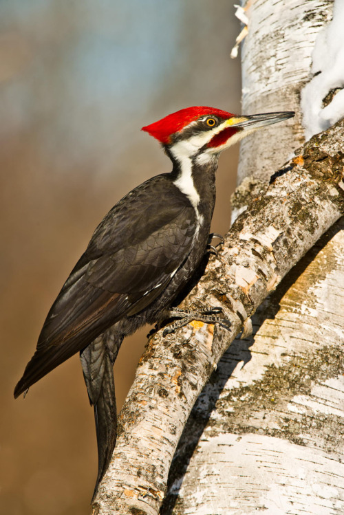 wowtastic-nature: Male Pileated Woodpecker on 500px by Michael Cummings, Ottawa, Canada☀  