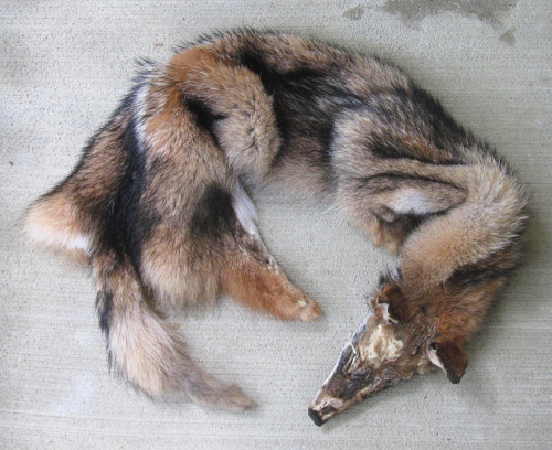 furrywolfcyrus:  thegalaxyfoxx:  lonewolf-den:  blackbackedjackal:  All the coyotes are up now :)! You can see them all on the site.  ooooo i want me some tails!  Omg no!!!!! They were killed why would you buy them!!! D:  “No animals were killed for