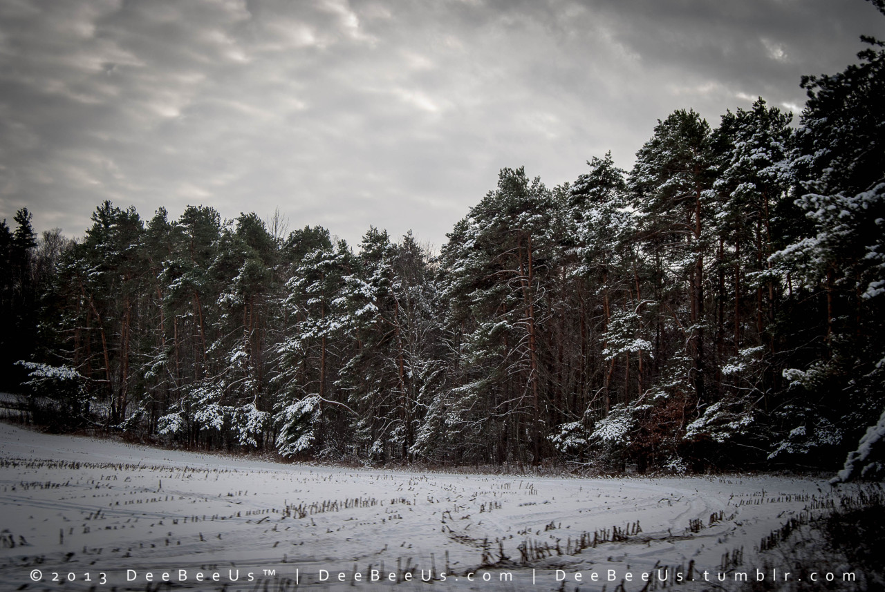 Winter Comes Early, near Burketon Ontario Canada, November 28, 2013.