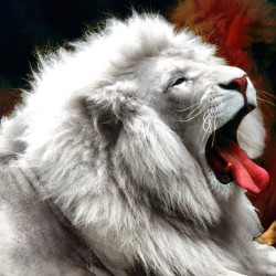 White Lion