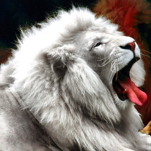 White Lion adult photos