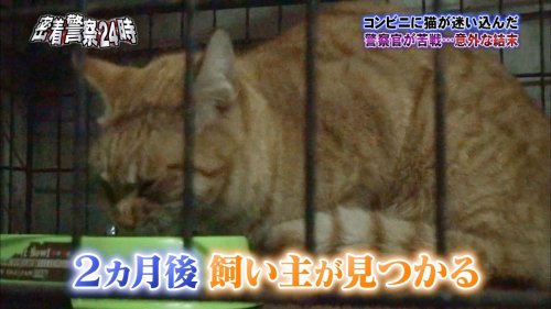 japanesetranslated: nevergreencat: ある罪で警察に逮捕されたネコと、ネコに尋問を試みる警官のやりとりが可愛いわ平和だわで超笑える #警察24時 - Togetterま