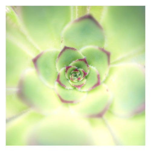 anaisangotphoto: In the greenhouses of the botanical garden…