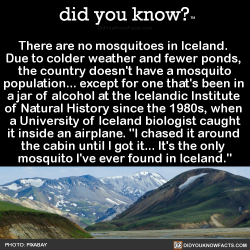 did-you-kno:  There are no mosquitoes in Iceland.  Due to colder weather and fewer ponds,  the country doesn’t have a mosquito population… except for one that’s been in  a jar of alcohol at the Icelandic Institute  of Natural History since the 1980s,