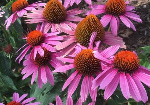 Some flowers I saw at the inner harbor.#photo#photography#baltimore#baltimoreaquarium#nationalaquari