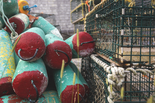 Lobster traps and buoys. 