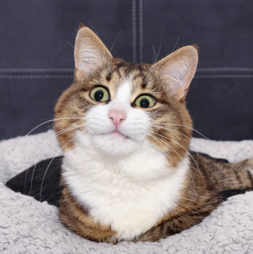 catsbeaversandducks:The Many Faces Of Rexie (2019 Edition)