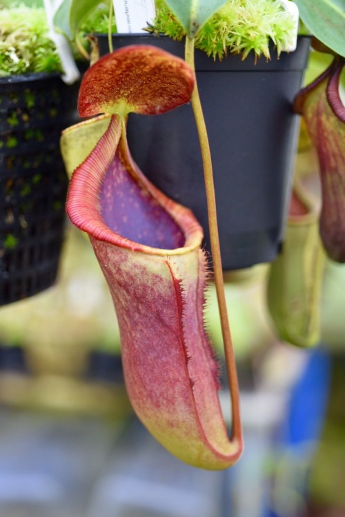 jeremiahsplants: Nepenthes and a Sarracenia in the greenhouse today. N. rajah, N. hamata, N. lowii x