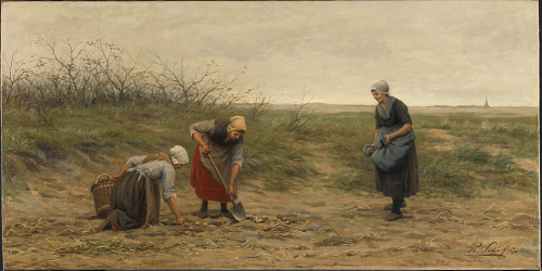 Scheveningse vrouwen bij het nalezen van een gerooid aardappelveld, 19??, Museum of the NetherlandsS