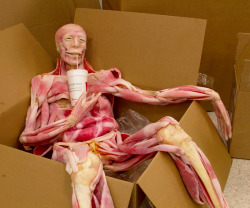 moc-tod-ffuts-modnar:  devidsketchbook:  SYNTHETIC HUMAN BY SYNDAVER LABS SynDaver™ (facebook) Labs manufactures the world’s most sophisticated synthetic human tissues and body parts and designs effective educational tools to teach basic science,