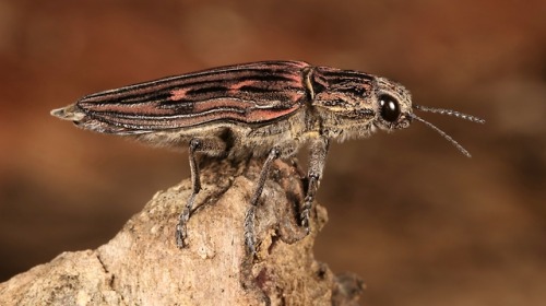 sinobug:Wood-boring Jewel Beetle (Chalcophora sp., Buprestidae)by Sinobug (itchydogimages) on Flic