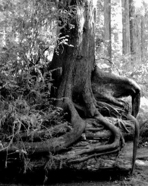 Roots Surrounding a Nurse Log, Smallish Coast Redwood Tree (Sequoia sempervirens), Redwoods National