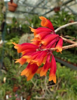 orchid-a-day: Dendrobium lawesii (red/orange bicolor) Syn.: Chromatotriccum lawesii; Pedilonum lawesii; Chromatotriccum delphinioides; Dendrobium delphinioides; Dendrobium lawesii var. salmonicolor; Dendrobium psuedomohlianum; Dendrobium warburgianum