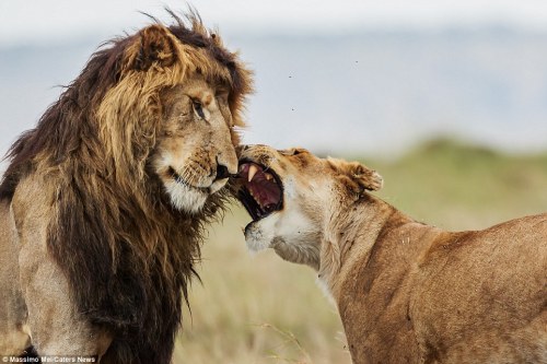 funnywildlife:Lovers & Haters by Massimo MeiBig cats show their human side as they embark on row