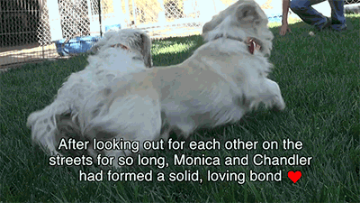 thejockstrapenthusiast:  towritelesbiansonherarms:  huffingtonpost:  Inseparable Dog Besties Who Were Rescued Together Are The True Meaning Of Friendship  When Annie Hart got out of her car in East Los Angeles earlier this month, she was expecting to