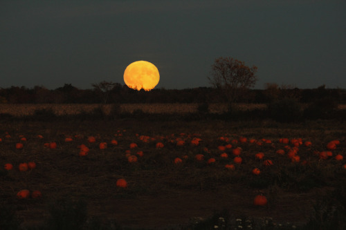 Full Hunter’s Moon Rising by ashleyDcrouseFacebook | tumblr | Shop | deviantART