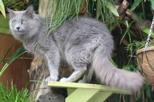 64+ Is a nebelung cat patronus rare The best and funniest cat
