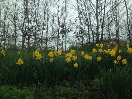 forests-and-faeries:jenesaypah:I love daffodils I can’t wait for the bluebells to come out❀