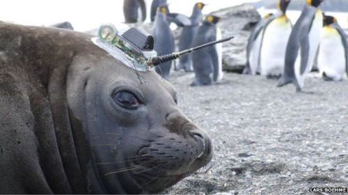 Seal explorersSince 2004, over 1000 Elephant seals have been equipped with sensors on their heads th