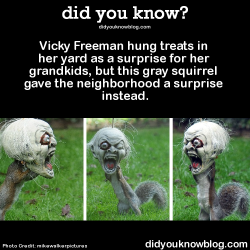 did-you-kno:  Vicky Freeman hung treats in