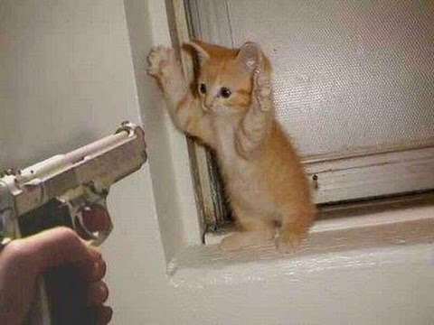 seananmcguire: sophiaslittleblog:  tzikeh:  owl-librarian:  sasgalula:  coolcatgroup: