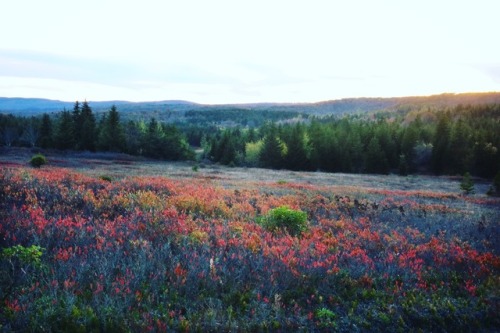 Dolly Sods Wilderness in the Monongahela National Forest. Trail winding through a beautiful high cou