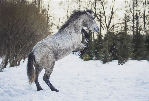 russianhorses: Transbaikal Curly Horse mare Myshka (”Mouse”)