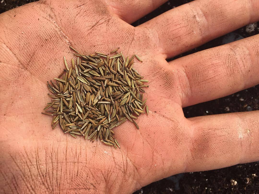 Turnip-rooted Chervil (Chaerophyllum bulbosum) has been naturalized at Roughwood Seed Collection outside of Philly. Over the last couple years I’ve tried eating the larger roots (picture small, stout, brown-beige, carrot-shaped) baked whole in...