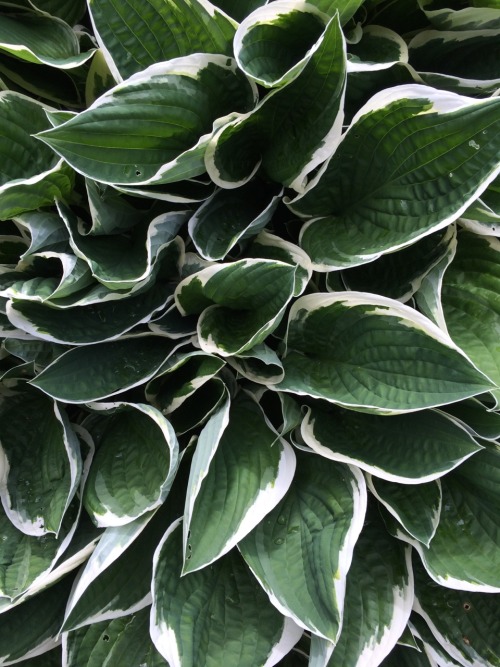 jillraggett: Plant of the Day Monday 20 June 2016 A sea of foliage from Hosta ‘Francee’ (plantain li