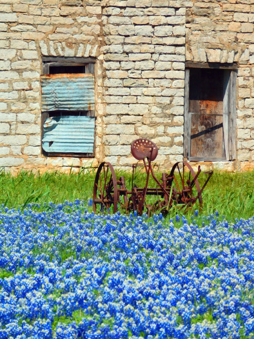 jollyrogers777: offthebeatenpathtexas: Marble Falls, Texas. Spring 2017 Texas Bluebonnets